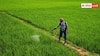 Farm Pest Control Tips: खेत में खड़ी फसल में लग गए कीड़े तो सबसे पहले करें ये काम, नहीं तो हो जाएगा बड़ा नुकसान