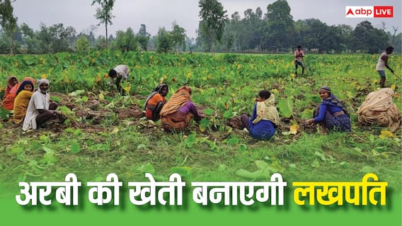 8 हजार लगाकर 1 लाख का रिटर्न, अरबी की खेती बनी नोट छापने की मशीन, जान लीजिए तरीका 8 हजार लगाकर 1 लाख का रिटर्न, अरबी की खेती बनी नोट छापने की मशीन, जान लीजिए तरीका