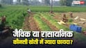 जैविक या रासायनिक...किस खेती में किसानों को ज्यादा मुनाफा? जान लें काम की बात