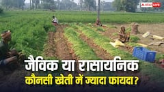 जैविक या रासायनिक...किस खेती में किसानों को ज्यादा मुनाफा? जान लें काम की बात