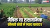 जैविक या रासायनिक...किस खेती में किसानों को ज्यादा मुनाफा? जान लें काम की बात