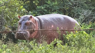 Anant Ambani Urges Colombia To Halt Hippo Cull, Offers Vantara As Lifelong Sanctuary