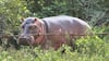 Anant Ambani Urges Colombia To Halt Hippo Cull, Offers Vantara As Lifelong Sanctuary