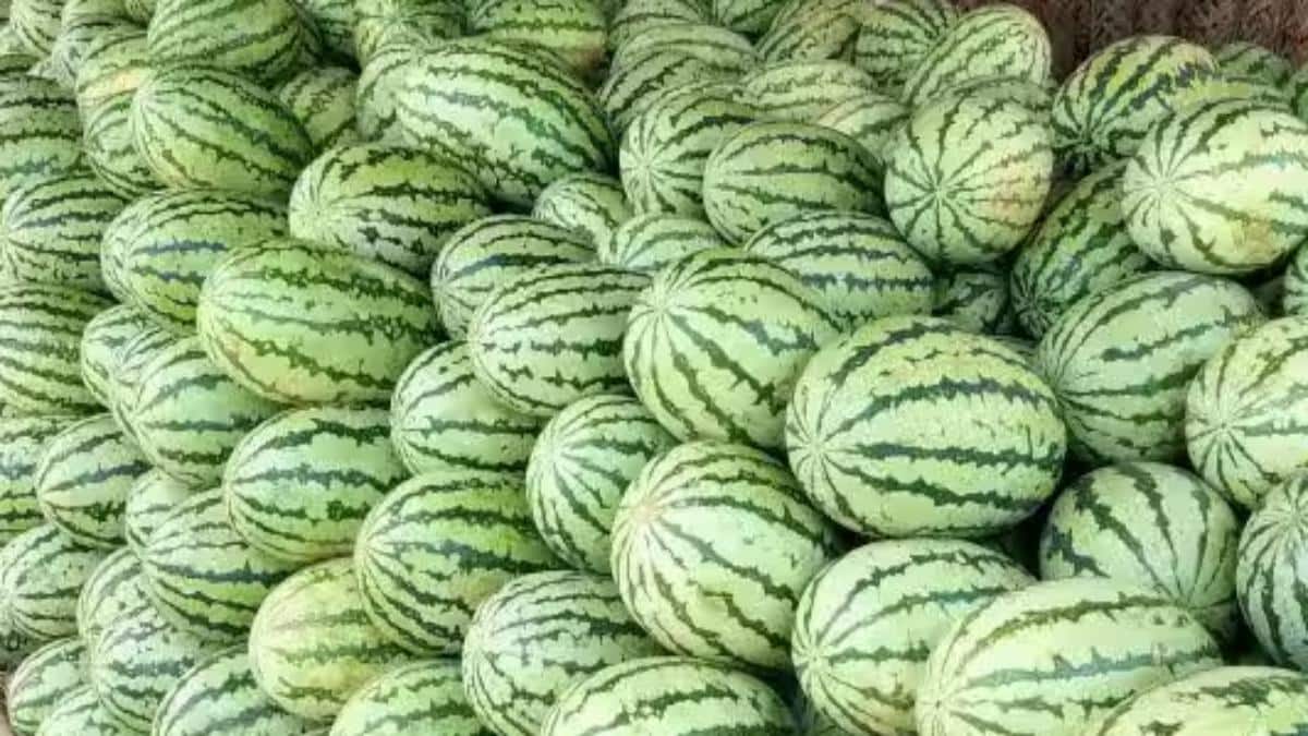 Fruits Sale: பழங்கள் விற்பனை படுஜோர்! இளநீருக்குத்தான் டிமாண்ட் - கொளுத்தும் வெயிலில் இதமா நடக்கும் பிசினஸ்