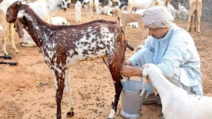 अगर आप कम निवेश में ज्यादा रिटर्न चाहते हैं तो एक बकरी के साथ पांच मुर्गियां पालने का फॉर्मूला सबसे बेस्ट है. यह एक ऐसा मॉडल है जिसमें संसाधनों का पूरी तरह इस्तेमाल होता है और वेस्टेज लगभग जीरो हो जाती है. छोटे किसानों और युवाओं के लिए यह बिजनेस आइडिया आजकल काफी पॉपुलर और फायदेमंद साबित हो रहा है.