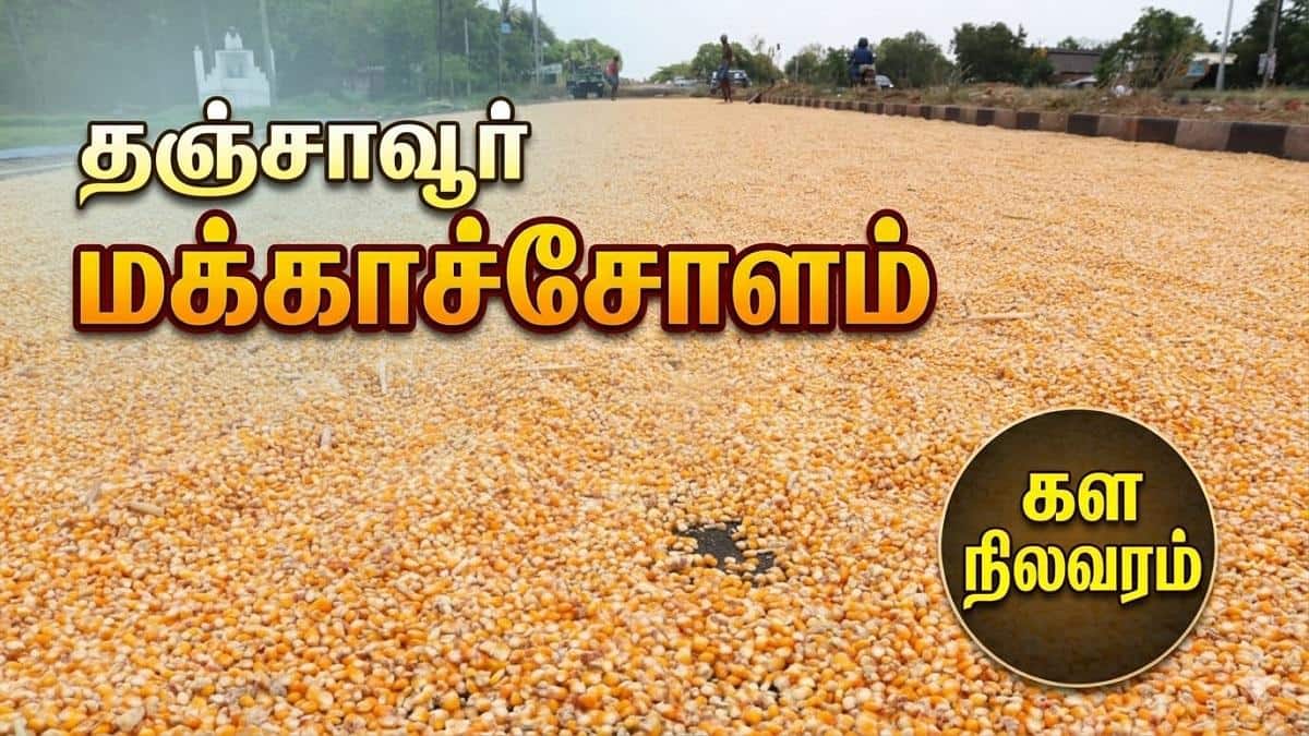 மண் தரும் வளமான பயிர்… சந்தை தராத நிம்மதி: மக்காச்சோளம் சாகுபடி செய்த விவசாயிகள் கவலை