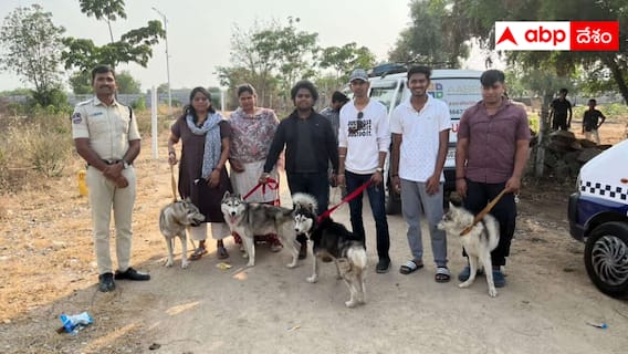 Husky Dogs: ఖరీదైన హస్కీ కుక్కల్ని పెంచి రోడ్డున వదిలేశారు - కాపాడిన స్వచ్చంద సంస్థలు - ఎవరి పని? Husky Dogs: ఖరీదైన హస్కీ కుక్కల్ని పెంచి రోడ్డున వదిలేశారు - కాపాడిన స్వచ్చంద సంస్థలు - ఎవరి పని?