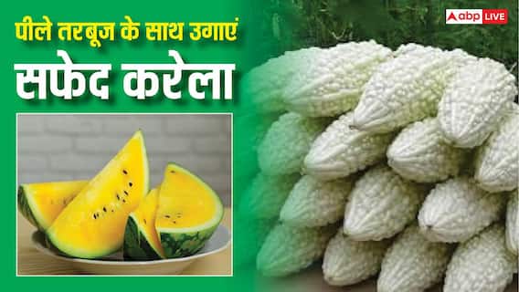 एक खेत में पीले तरबूज से लेकर सफेद करेले तक उगा रहा यह किसान, इस तकनीक से खूब छाप रहा नोट एक खेत में पीले तरबूज से लेकर सफेद करेले तक उगा रहा यह किसान, इस तकनीक से खूब छाप रहा नोट