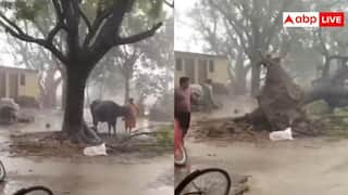 Viral Video: बेचैन भैंस ने दी अनहोनी की आहट, आंधी-तूफान में देखते ही देखते उखड़ा हरा-भरा पेड़, वीडियो वायरल