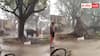 Viral Video: बेचैन भैंस ने दी अनहोनी की आहट, आंधी-तूफान में देखते ही देखते उखड़ा हरा-भरा पेड़, वीडियो वायरल