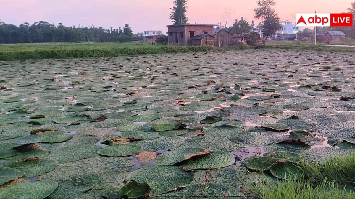 मखाना के खेती का खर्च सरकार उठाएगी, इस सरकारी स्कीम में मिलेगा फायदा