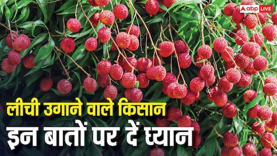 लीची उगाने वाले किसान तुरंत हो जाएं अलर्ट, वरना यह कीट खराब कर देगा फसल लीची उगाने वाले किसान तुरंत हो जाएं अलर्ट, वरना यह कीट खराब कर देगा फसल