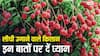 लीची उगाने वाले किसान तुरंत हो जाएं अलर्ट, वरना यह कीट खराब कर देगा फसल