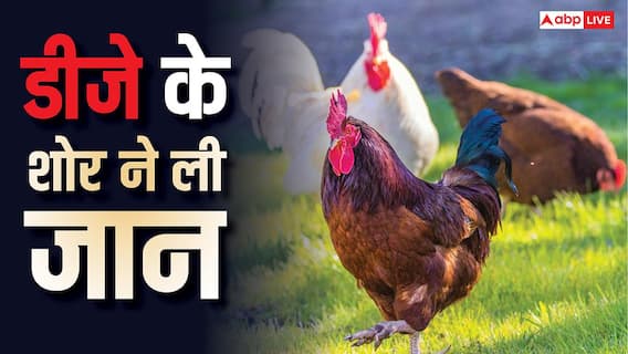 Chicken Heart Attack: क्या डीजे की आवाज से जानवरों को आ सकता है हार्ट अटैक, जानें कैसे हुई 140 मुर्गियों की मौत? Chicken Heart Attack: क्या डीजे की आवाज से जानवरों को आ सकता है हार्ट अटैक, जानें कैसे हुई 140 मुर्गियों की मौत?