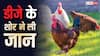 Chicken Heart Attack: क्या डीजे की आवाज से जानवरों को आ सकता है हार्ट अटैक, जानें कैसे हुई 140 मुर्गियों की मौत?