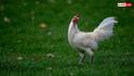 Chicken Heart Attack: क्या डीजे की आवाज से जानवरों को आ सकता है हार्ट अटैक, जानें कैसे हुई 140 मुर्गियों की मौत?