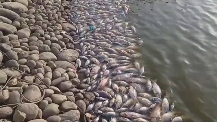 इकोसिस्टम के नजरिए से देखें तो देसी मछलियां नदी की सेहत बनाए रखने के लिए बहुत जरूरी होती हैं. ये मछलियां पानी में मौजूद काई और गंदगी को खाकर नदी को कुदरती तौर पर साफ रखने में मदद करती हैं. जब ये प्रजातियां खत्म होती हैं. तो नदी की गंदगी साफ करने की क्षमता कम हो जाती है और प्रदूषण बढ़ता है.