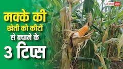 मक्के की फसल पर कीटों का अटैक? स्प्रे करने से पहले ये 3 बातें जान ली, तो बच जाएगा पैसा और फसल