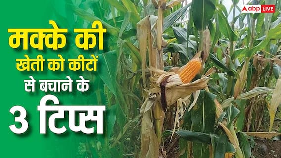 मक्के की फसल पर कीटों का अटैक? स्प्रे करने से पहले ये 3 बातें जान ली, तो बच जाएगा पैसा और फसल मक्के की फसल पर कीटों का अटैक? स्प्रे करने से पहले ये 3 बातें जान ली, तो बच जाएगा पैसा और फसल