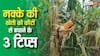 मक्के की फसल पर कीटों का अटैक? स्प्रे करने से पहले ये 3 बातें जान ली, तो बच जाएगा पैसा और फसल