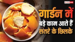 गार्डन के लिए वरदान हैं संतरे के छिलके, खाद से लेकर कीटनाशक तक, जानें इनके 3 जबरदस्त फायदे