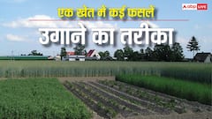 एक खेत फसलें अनेक... ऐसे करेंगे खेती तो डबल नहीं मल्टीपल हो जाएगी कमाई