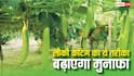एक पेड़ से 1000 लौकी, कटिंग की इस टेक्निक को जान लेंगे तो मुनाफा ही मुनाफा