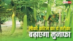 एक पेड़ से 1000 लौकी, कटिंग की इस टेक्निक को जान लेंगे तो मुनाफा ही मुनाफा