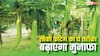 एक पेड़ से 1000 लौकी, कटिंग की इस टेक्निक को जान लेंगे तो मुनाफा ही मुनाफा