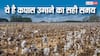 कपास की खेती के लिए मौसम हुआ मेहरबान, बुवाई के इस तकनीक से कई गुना बढ़ जाएगा उत्पादन