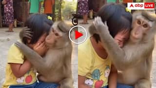 Video: बंदर ने दिखाई इंसानियत, रोती बच्ची को गले लगाकर किया प्यार, वीडियो देख भावुक हुआ इंटरनेट