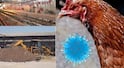 Nandurbar Bird Flu Culling Operation : नंदुरबारच्या नवापूरमध्ये तब्बल दिड लाख कोंबड्यांचे कलिंग, तर 20 हजार अंडी नष्ट, बर्ड फ्ल्यूचा उद्रेक पाहता प्रशासन अलर्ट मोडवर