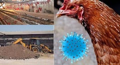 Nandurbar  Bird Flu Culling Operation : नंदुरबारच्या नवापूरमध्ये तब्बल दिड लाख कोंबड्यांचे कलिंग, तर 20 हजार अंडी नष्ट, बर्ड फ्ल्यूचा उद्रेक पाहता प्रशासन अलर्ट मोडवर