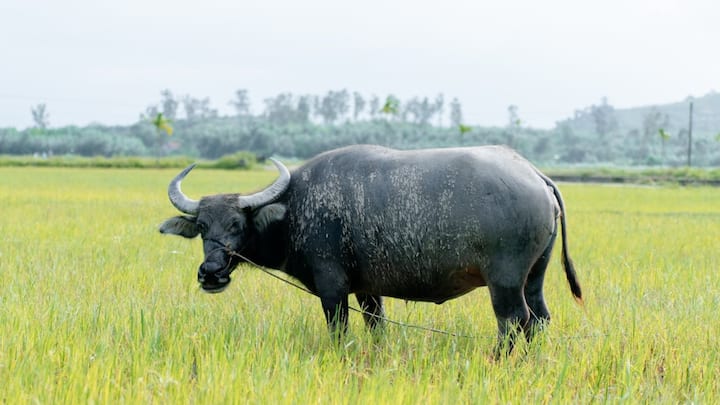 अगर गर्मी के दौरान पशु तेज सांस लेने लगे, मुंह से लार टपकने लगे, सुस्त दिखाई दें या बेचैन हो जाए तो यह हीट स्ट्रेस का संकेत हो सकता है. कई बार पशु चारा कम कर देता है या पूरी तरह खाना छोड़ देता है यह स्थिति गंभीर हो सकती है और समय पर ध्यान न देने पर नुकसान बढ़ सकता है.