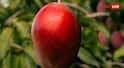 World Most Expensive Fruits : ये रहे दुनिया के सबसे महंगे फल, दाम सुनकर नहीं होगा यकीन