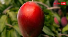 World Most Expensive Fruits : ये रहे दुनिया के सबसे महंगे फल, दाम सुनकर नहीं होगा यकीन