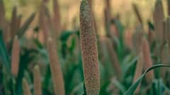 Farming In Summer: गर्मी और जल संकट के हो आसार तो बोएं ये फसलें, सालों साल मिलेगा मुनाफा