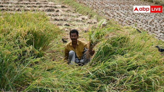 Climate Change Impact: हर दिन बदलते मौसम का फसल पर भी पड़ता है असर, अभी से ये तैयारियां कर लें किसान Climate Change Impact: हर दिन बदलते मौसम का फसल पर भी पड़ता है असर, अभी से ये तैयारियां कर लें किसान