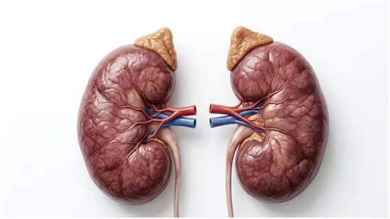 Kidney Stones Diet : కిడ్నీ స్టోన్స్ ఉంటే డైట్లో చేయాల్సిన మార్పులు ఇవే.. తినకూడని, తినాల్సిన ఫుడ్స్ లిస్ట్ Kidney Stones Diet : కిడ్నీ స్టోన్స్ ఉంటే డైట్లో చేయాల్సిన మార్పులు ఇవే.. తినకూడని, తినాల్సిన ఫుడ్స్ లిస్ట్