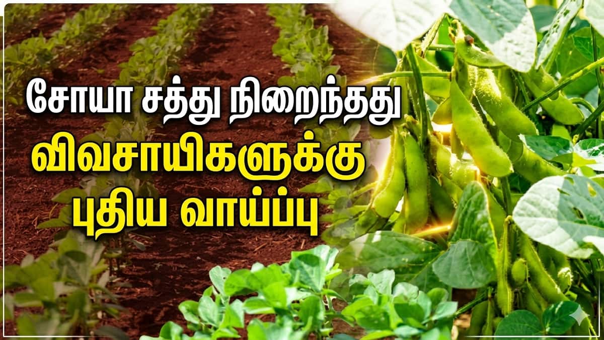 சோயா சாகுபடி வளர்ப்போம்: ஆரோக்கிய உணவும், அதிக வருமானமும்