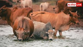 Summer Safety For Animals: गर्मियों में जानवरों को भी होता है हीट स्ट्रोक, ये लक्षण दिखें तो तुरंत हो जाएं अलर्ट