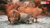 Summer Safety For Animals: गर्मियों में जानवरों को भी होता है हीट स्ट्रोक, ये लक्षण दिखें तो तुरंत हो जाएं अलर्ट