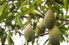 Real Vs Fake Mango: ਬਜ਼ਾਰ ਤੋਂ ਨਕਲੀ ਦਸ਼ਹਿਰੀ ਅੰਬ ਤਾਂ ਨਹੀਂ ਖਰੀਦ ਰਹੇ ਤੂਸੀਂ? ਇਦਾਂ ਕਰੋ ਅਸਲੀ ਅੰਬ ਦੀ ਪਛਾਣ