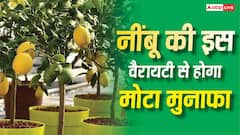 नींबू की इन वैरायटी से होगा तगड़ा मुनाफा, खेती में कमाल कर रहा है ये स्मार्ट आइडिया
