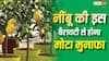 नींबू की इन वैरायटी से होगा तगड़ा मुनाफा, खेती में कमाल कर रहा है ये स्मार्ट आइडिया