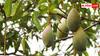 Kesar Mango Farming: फार्म हाउस में कैसे उगाएं केसर मैंगो? बचत के साथ स्वाद और सेहत तीनों में होगा फायदा