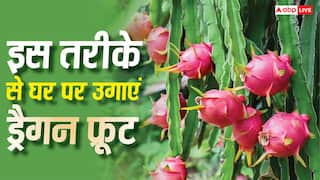 घर पर ही उगाएं ड्रैगन फ्रूट, इस ट्रिक से हर तीन महीने में होगी लाखों की कमाई