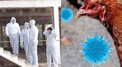 Nandurbar Bird Flu Culling Operation : नंदुरबारच्या नवापूरमध्ये  बर्ड फ्ल्यूचा कहर! आणखी तीन पोल्ट्री फार्मचा अहवाल पॉझिटिव्ह, पुन्हा मोठे कलिंग ऑपरेशन राबवणार
