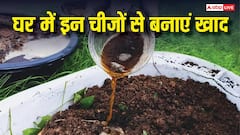 बाजार से न खरीदकर घर में ही बनाएं खाद, बस इन चीजों की पड़ेगी जरूरत