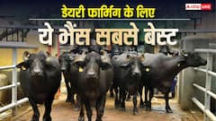 डेयरी का बिजनेस करना है तो कौन-सी भैंस रहेगी बेस्ट, जानें कितना पैसा होना जरूरी?